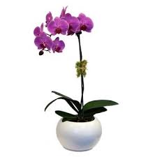 Within australia, interflora is allowing it's florists to substitute the flowers and. Flower Delivery Croatia Online Florist Croatia