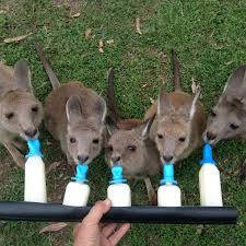 The best way to protect yourself is by using solid, high shoes and long trousers when hiking. Wildlife And Nature Lovers Dream Near Forster New South Wales Australia