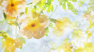Home » flower » yellow flower. Hd Yellow Flower Backgrounds 2021 Cute Wallpapers