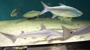 Well worth the $16 bucks we paid. Skidaway Island Aquarium Visual Tour Youtube