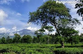 Check spelling or type a new query. Kebun Teh Wonosari Destinasi Wisata Romantis Di Lawang Penginapan Net 2021