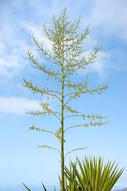 Image result for Furcraea