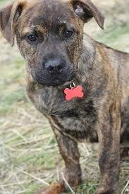 Ohhhhhhh My God My Dream Doggyyy 3 Pitbull Mastiff Mix Pitbull Mastiff Mix Mastiff Mix Mixed Breed Dogs