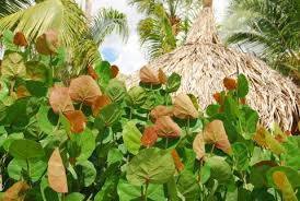 Image result for Coccoloba uvifera