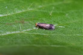 Image result for Stigmella pyri
