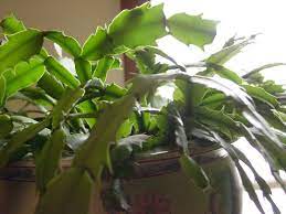 Christmas cactus is a popular houseplant because of its dazzling lilac or pink tubular flowers that bloom for a long time. It Isn T Always Easy To Determine What Causes Leaves Dropping From Christmas Cactus But There Are A Cactus Leaves Christmas Cactus Care Christmas Cactus Plant