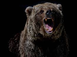 We did not find results for: 750 Grizzly Bear Pictures Hq Download Free Images On Unsplash