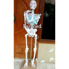 Check spelling or type a new query. Manekin Kerangka Patung Tengkorak Manusia Full Body Pria Wanita Fiber Shopee Indonesia