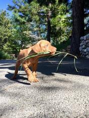 We maintain a close relationship with shelters in our area and are happy to work with other rescue groups as well. Puppyfinder Com Vizsla Puppies Puppies For Sale Near Me In California Usa Page 1 Displays 10