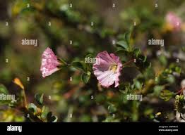 Image result for Lycopodiella sarcocaulon
