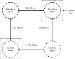 Image result for Monothecium glandulosum