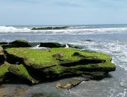 Must Go At Low Tide Picture Of Coquina Outcrop Kure