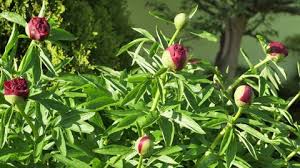 Image result for Gymnosporia tenuispina