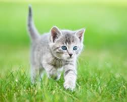 449 kostenlose bilder zum thema katzenbaby. Zoo Co Kitten