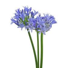 We did not find results for: Agapanthus Blossom Plus