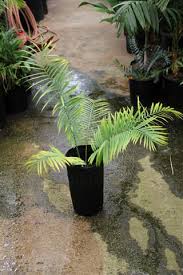 Image result for Encephalartos umbeluziensis