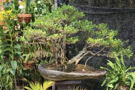 Herzlich willkommen im bonsai garten wila ab sofort sind wir wieder da für sie. Garten Mit Bonsai Dekorieren Diese Baumen Eignen Sich