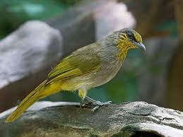 Bird With Yellow Stripe On Head Stripe Throated Bulbul Southeast Asia Beautiful Birds Birds Sweet Animals