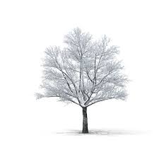 Bare Tree Covered In Snow Png Psd Images Bare Tree Snow Tree Deciduous Trees