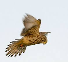 Birds Of Prey Cape Cod Kestrel British Birds Of Prey Kestrel Science And Nature
