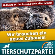 Ein neues zuhause für den kiebitz. Wir Brauchen Ein Neues Zuhause Partei Mensch Umwelt Tierschutz