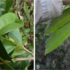 Image result for Magnistipula butayei