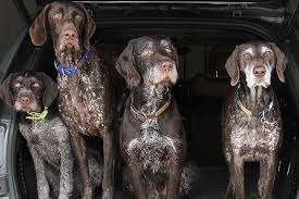 Only guaranteed quality, healthy puppies. German Shorthairs Vs Wirehairs It S Not Just About The Coat German Shorthaired Pointers And German Wirehaired