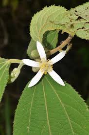 Image result for Grewia sulcata