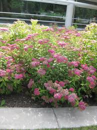 Image result for Spiraea x bumalda ´Crispa