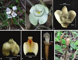 Image result for Didymoplexis