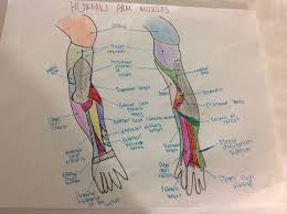 These muscles are located above the elbow. Cat Vs Human Muscles Arm Laurenkats