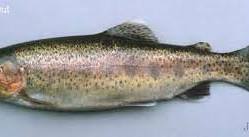 Rainbow Trout