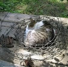 Get your predicaments while they're hot. Hilarious Photos Of Animals In Predicaments Cats Crazy Cats Funny Cats