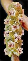 Image result for Potamogeton nodosus