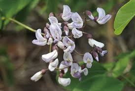 Image result for Fabaceae subfamily Papilionoideae
