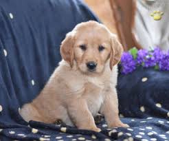Golden retrievers are often used on search and rescue teams because of their keen sense of smell. Amber Golden Retriever Puppy For Sale In Sugarcreek Oh Happy Valentines Day Happyvalentinesday2016i