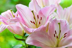 How To Plant And Grow Lilies Natalie Linda Growing Lilies Lily Flower Bloom