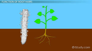 Most of the water a tree uses enters through the underground roots. Root Hairs In Plants Function Definition Video Lesson Transcript Study Com