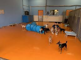 Maybe you would like to learn more about one of these? Lucy S Doggy Daycare And Spa Gifts In San Antonio Tx Gift A Panda
