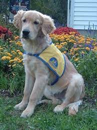 Labrador and golden retriever mix breed. Golden Labrador Dog Breed Information And Pictures
