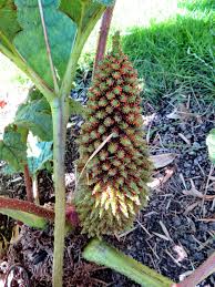 Image result for Gunnera