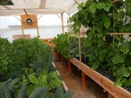 What You Can Grow In A Portable Farm Backyard Aquaponics Aquaponics Greenhouse Aquaponics