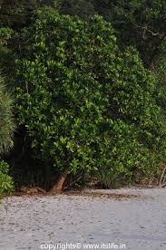 Maybe you would like to learn more about one of these? Sea Poison Tree Itslife In