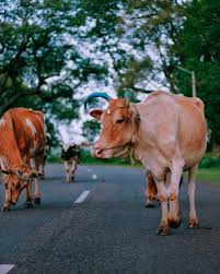 One obvious influence on myth is the egyptians' natural surroundings. Cows In India Are The Indian Cows Really So Sacred Ariadna In India