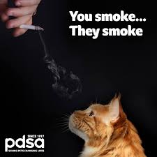 Cats and secondhand smoke cats are more prone to develop cancers of the mouth and lymph nodes because of secondhand smoke. Pdsa Did You Know That Smoking Around Pets Can Be Harmful To Them Cats Are Particularly Vulnerable Because They Often Lick The Toxins From Their Fur When Grooming We Want To