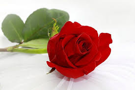 Romantic I Love You Red Rose By Tracie Kaska Love Rose Images Red Roses Single Red Rose