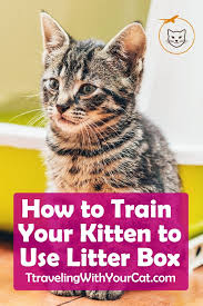 How To Litter Train A Kitten A Complete Guide Litter Training Training A Kitten Litter Box Training Kittens