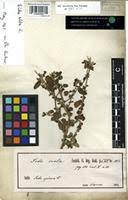 Image result for Sida hoepfneri