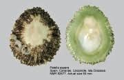 Image result for Patella aspera