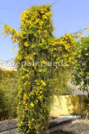 Image result for Dolichandra unguis-cati